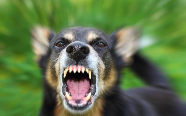 Hond die zijn tanden ontbloot