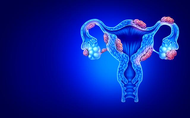 Vrouwelijke geslachtsorganen