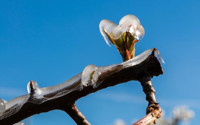Bevroren bloesemknop