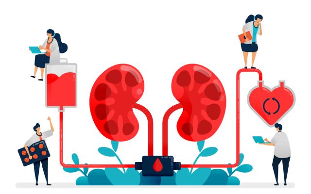 Illustratie van twee nieren waar allerlei mensen aan werken
