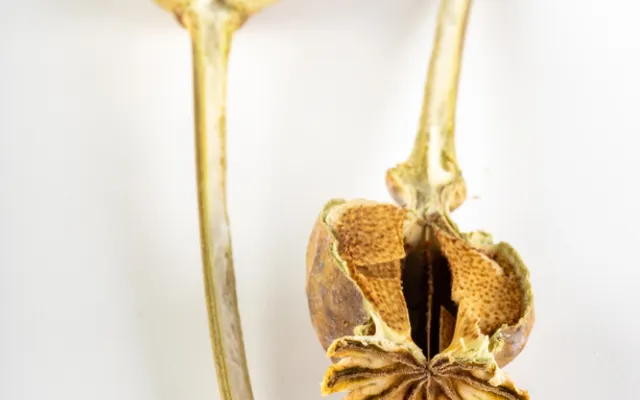 Gedroogde papaver