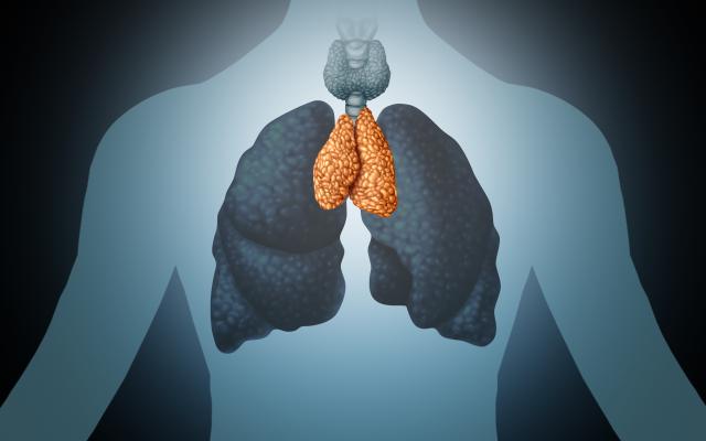 Illustratie van de thymus