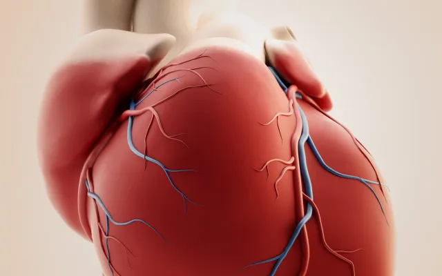 Foto: Martan/shutterstock Illustratie van een hart