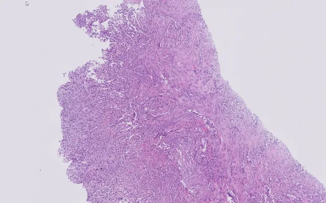 Microscopisch beeld