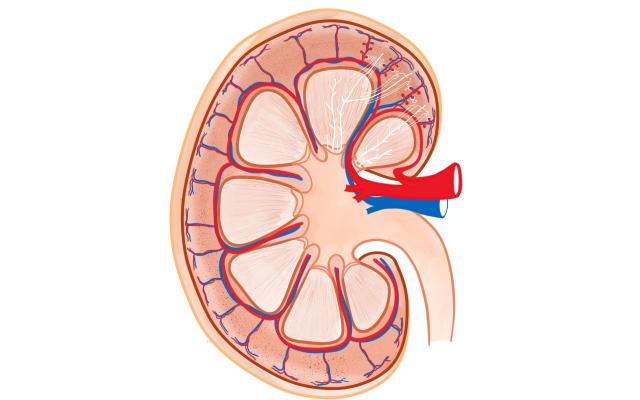 Illustratie van een nier