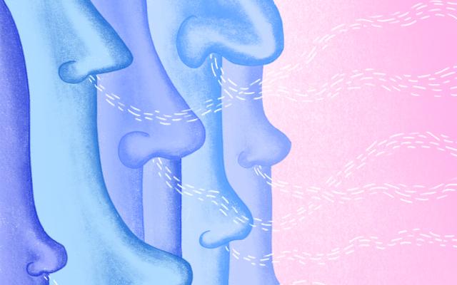 Illustratie van verschillende neuzen