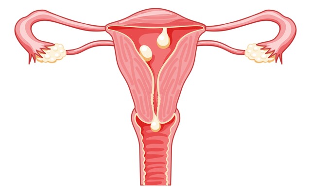 Vrouwelijk geslachtsorgaan