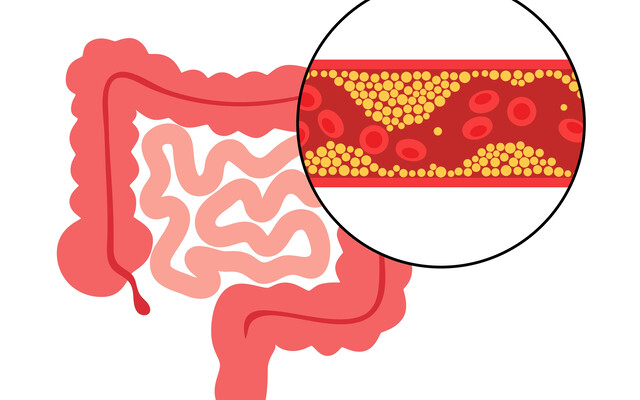 Illustratie van darmen