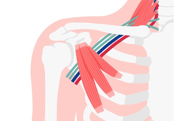 Anatomische afbeelding van de schouderspieren
