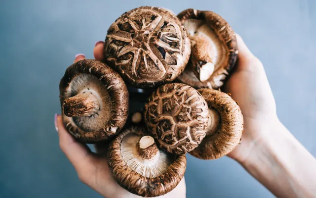 Shiitake paddenstoelen