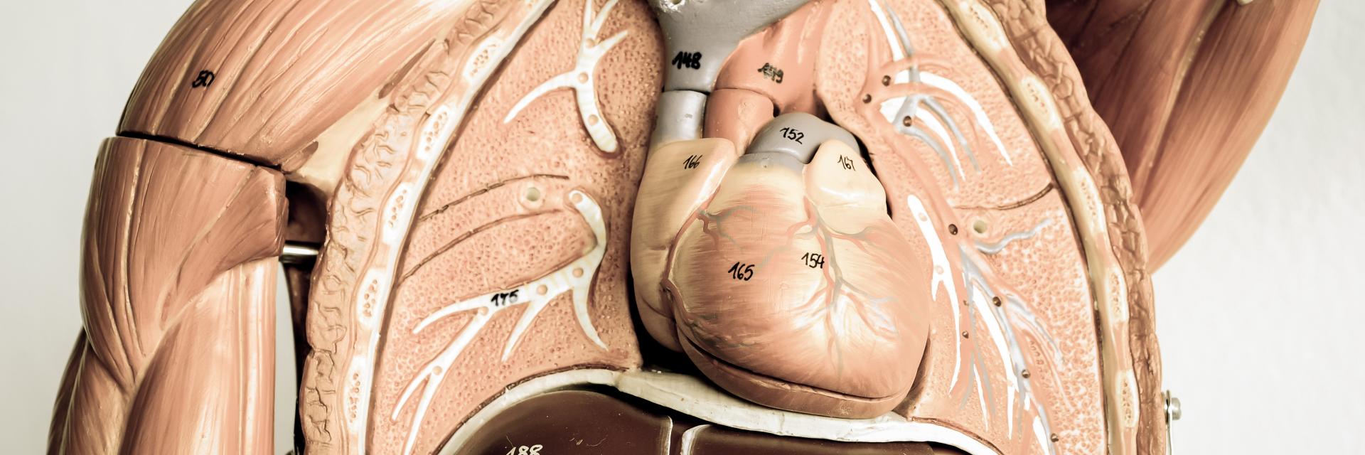 Fysische diagnostiek