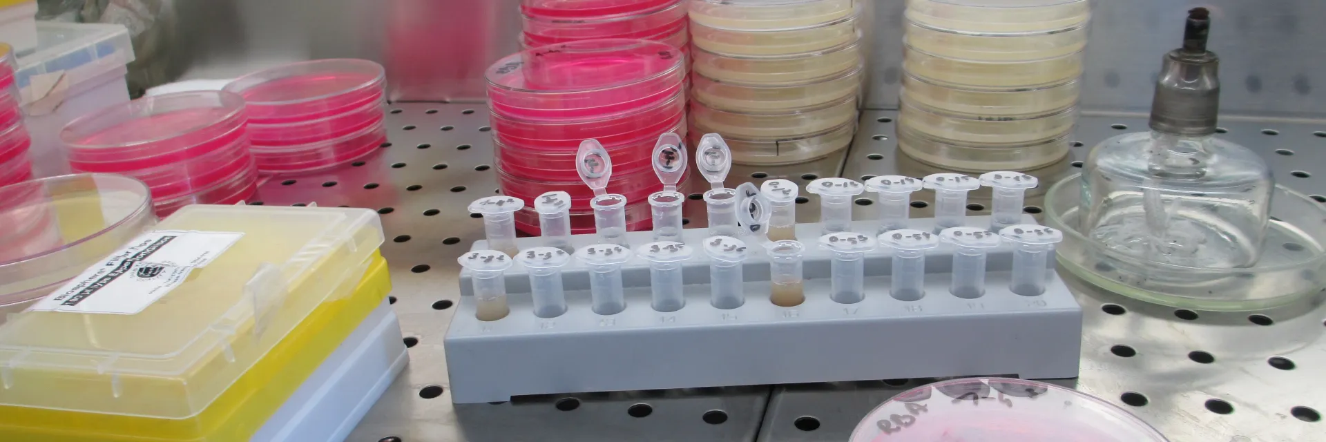 Lab