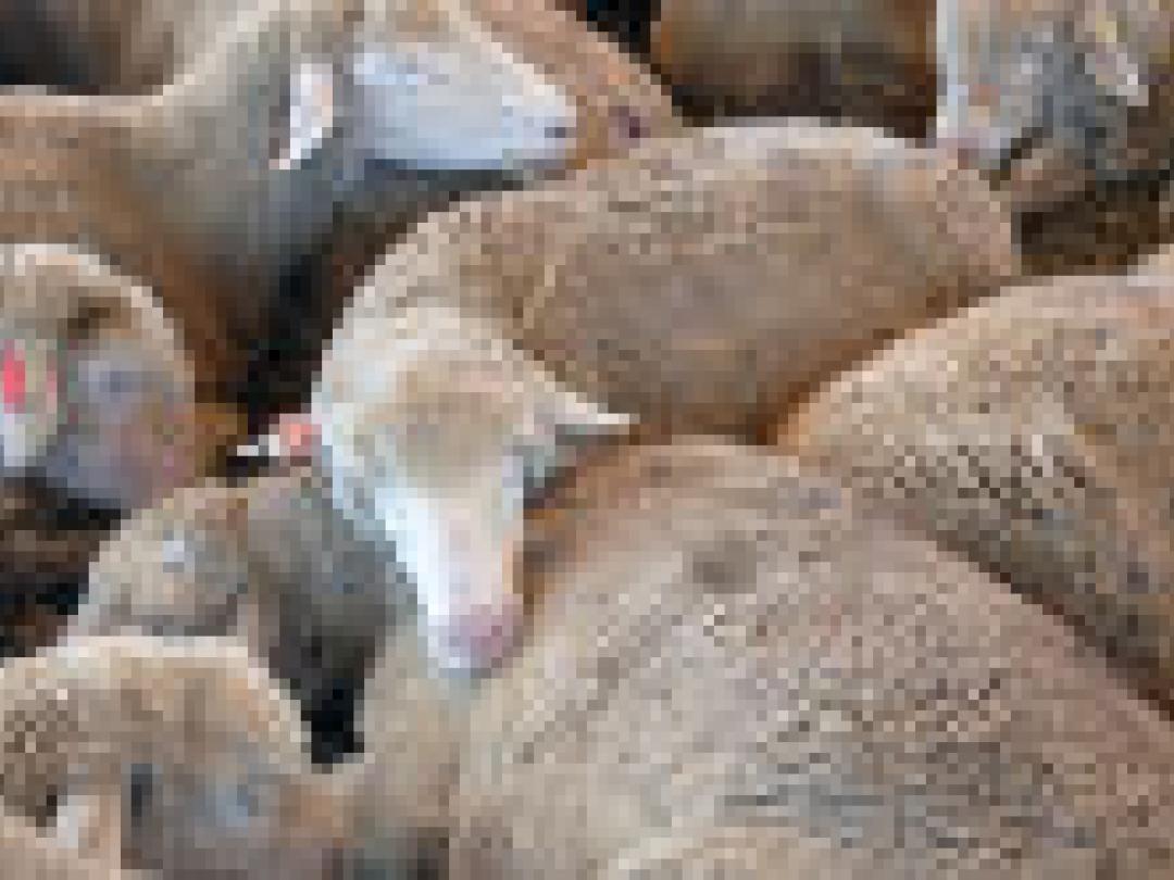  <i>NTvG</i> doet beroep op Taalunie voor spelling van <i>merinowol</i> 