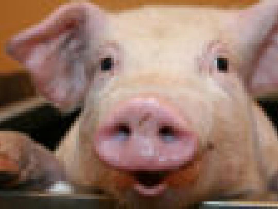 Meerderheid Nederlandse varkens MRSA-positief