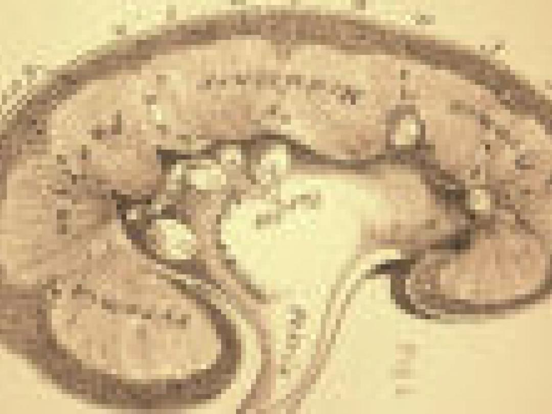 Dialyseren vóór niertransplantatie bij kinderen geen reden tot bezorgdheid