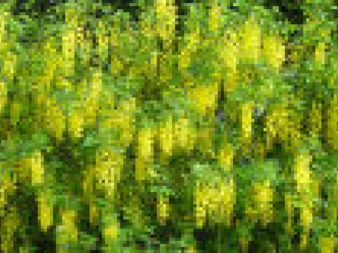 Cytisine effectieve rookstophulp in placebostudie