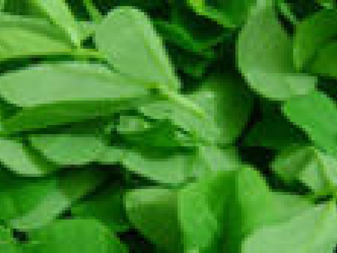 Kiemgroente bron van atypische EHEC-uitbraak