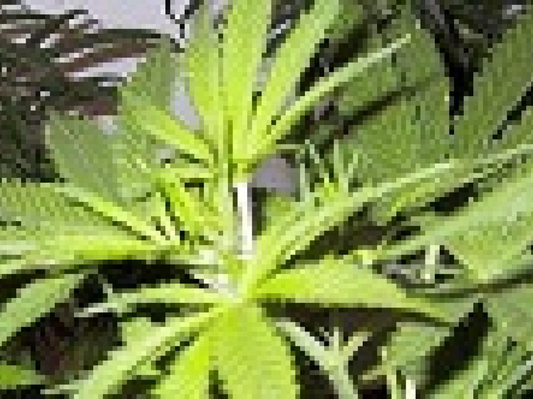 Met een jointje op achter het stuur leidt tot meer ongelukken