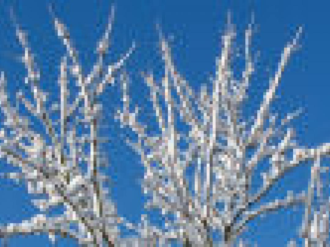 Koeling lijkt gunstig bij septische shock