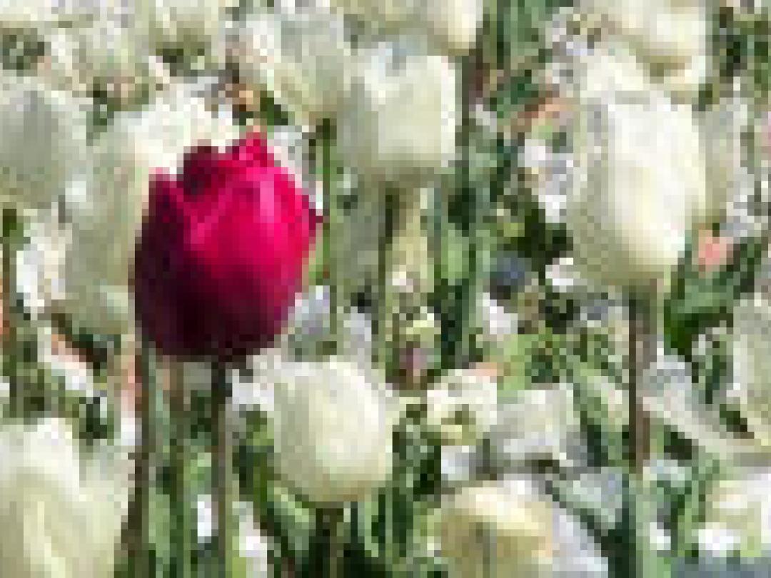 Subgroepanalyses: meestal niet geloofwaardig