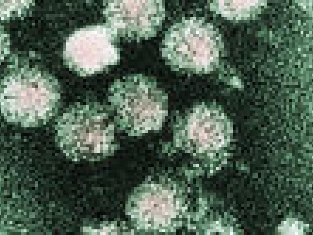 Weinig hepatitis C in Nederland