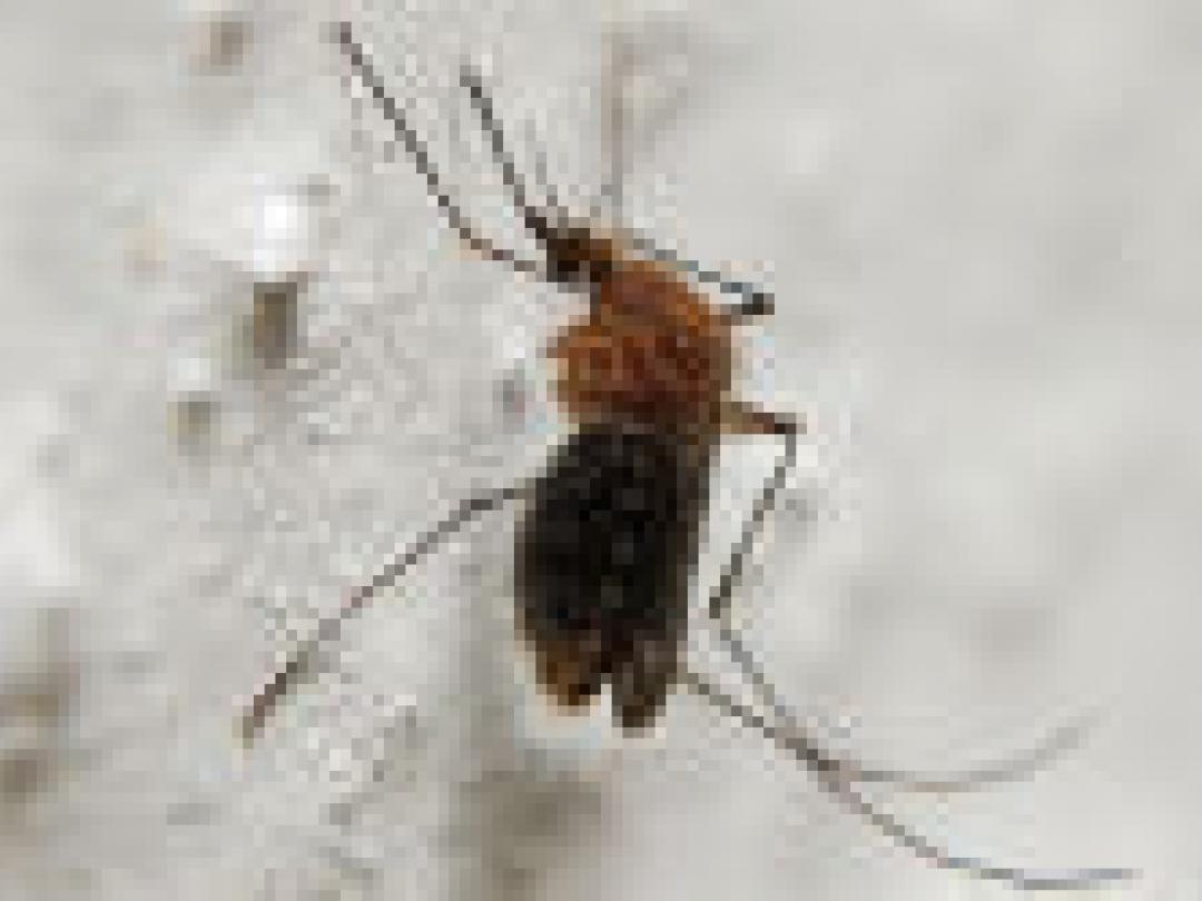 Nederlandse reizigers beschermen zich beter tegen malaria