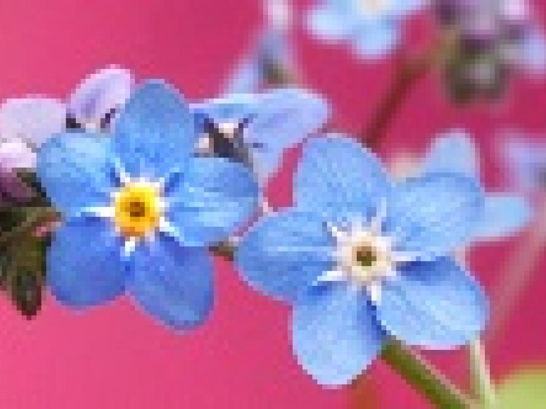 Geheugenverlies voorspelt daling intelligentie na hersentrauma