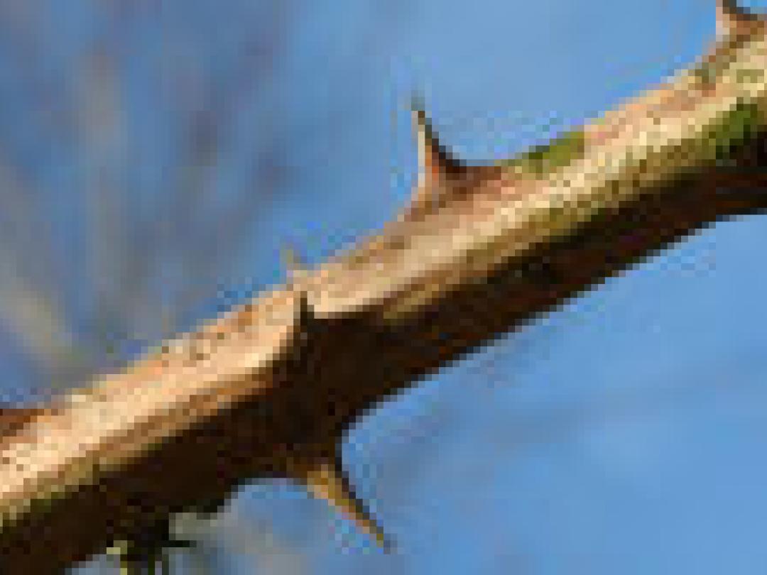 Geen plek voor discusprothese