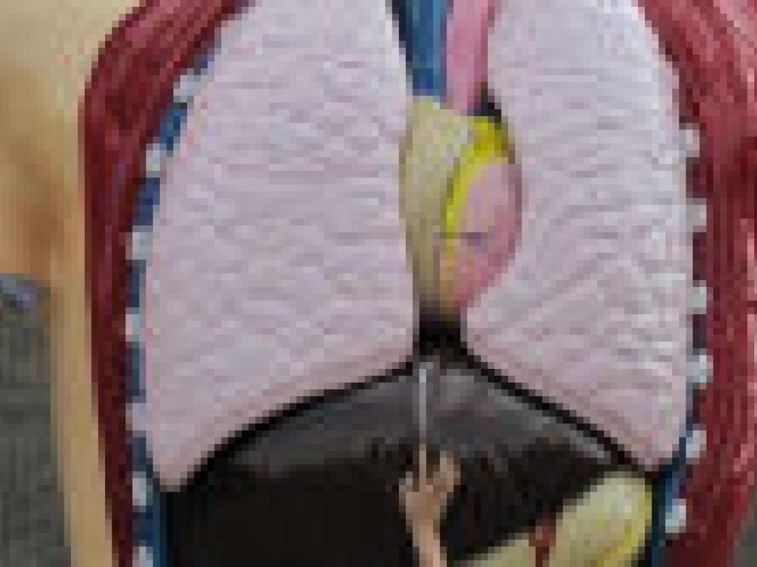 Anatomieles met echo: waardevolle aanvulling op snijzaal