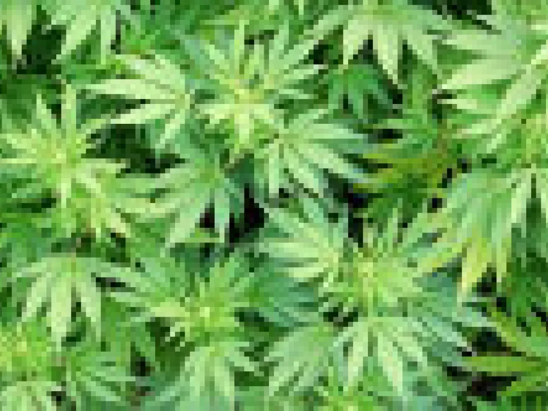 Cannabisgebruik marker voor psychische problemen
