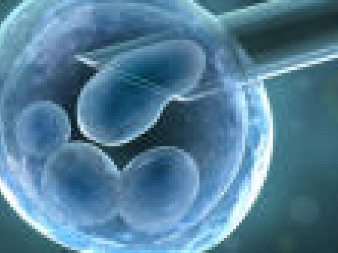 ‘Let op stolling bij ivf’