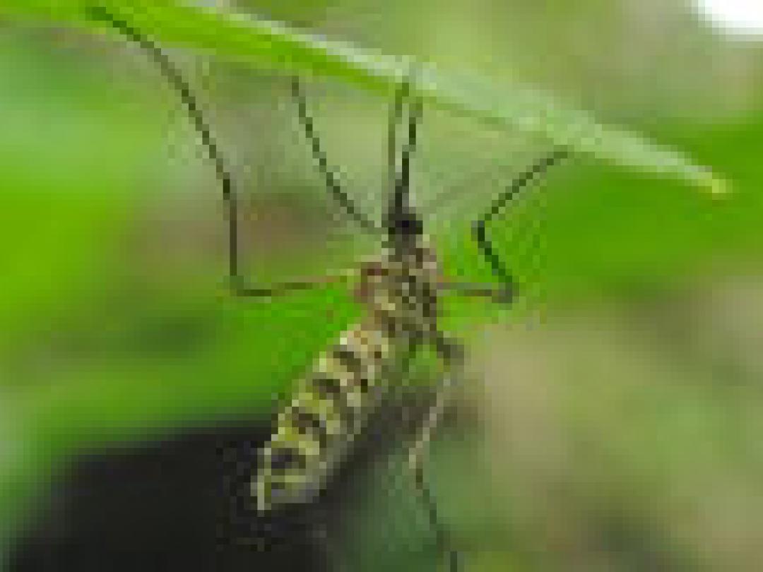 Maatregelen tegen malaria effectief