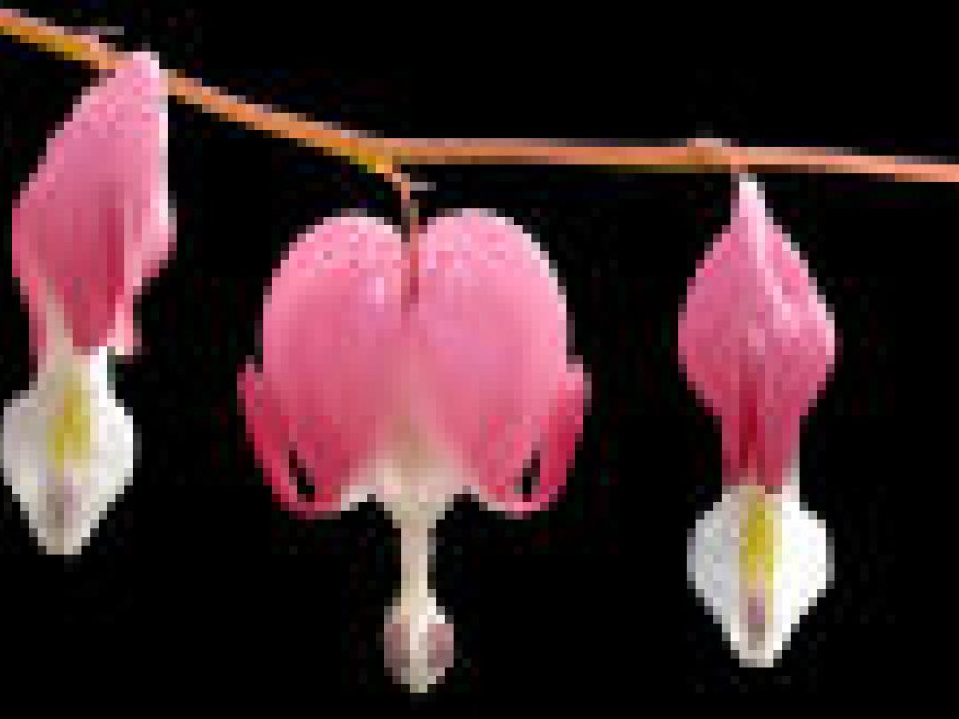 1 op 8 sterfgevallen na dotterbehandeling toe te schrijven aan bloeding