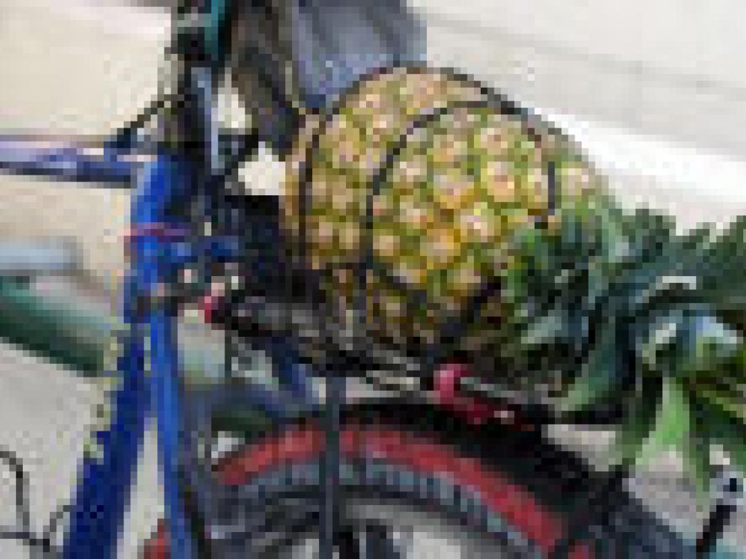 Eén gezondheidsboodschap tegen hart- en vaatziekten en kanker