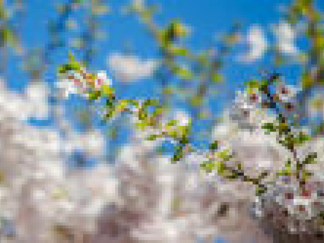 Nieuwe 5-daagse voorspelling hooikoortsklachten