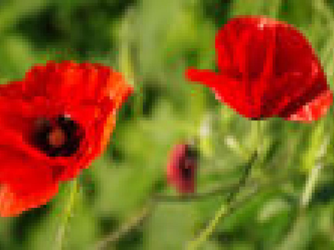 Ziektelast door drugs en depressie blijft stijgen