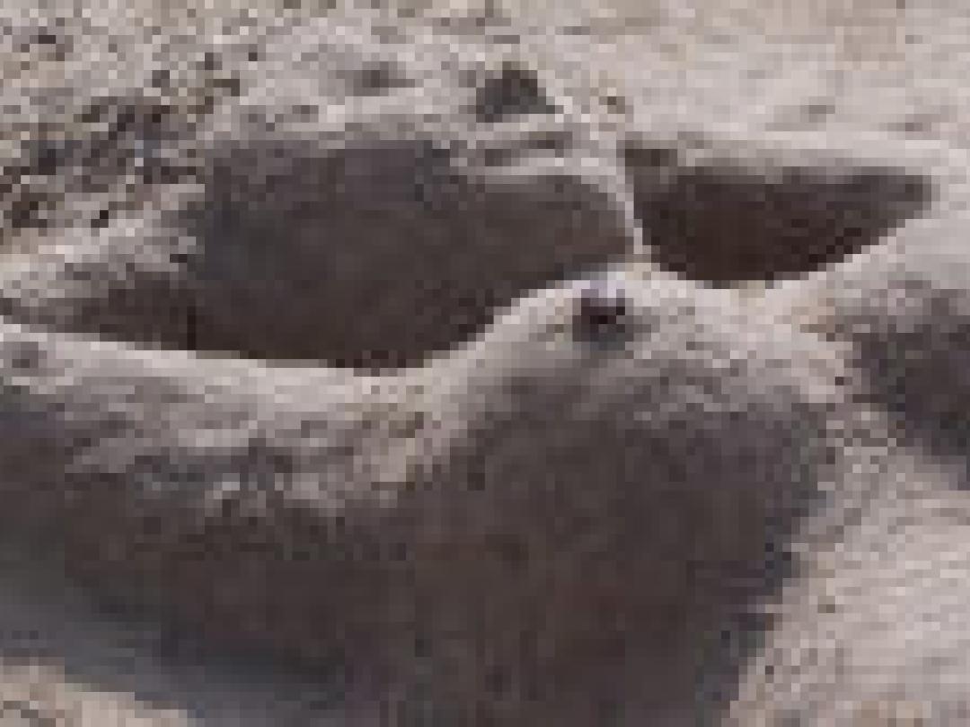 Sinds trastuzumab betere overleving gemetastaseerd HER2-positief mammacarcinoom