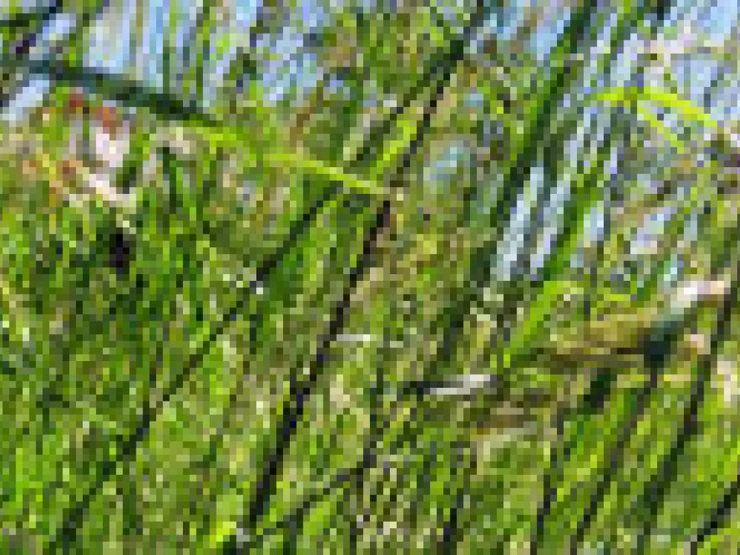 Veel tekenbeten opgelopen in tuin