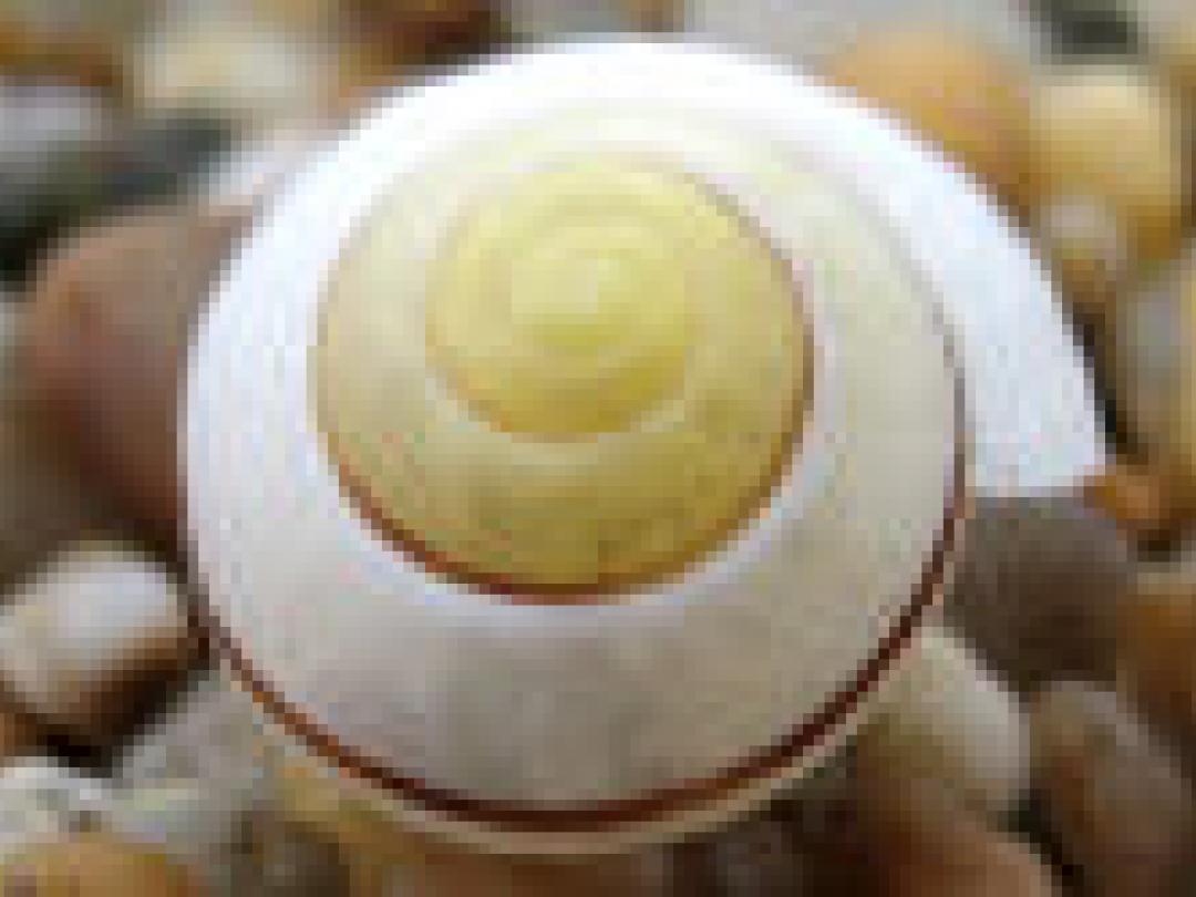 Vorm slakkenhuis beïnvloedt cochleair implantaat 