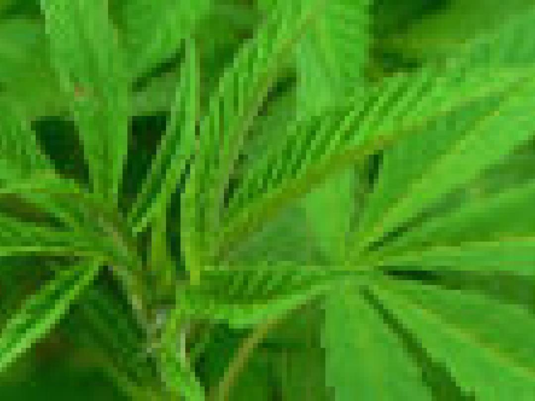 Jongeren in welvarende landen gebruiken steeds minder cannabis