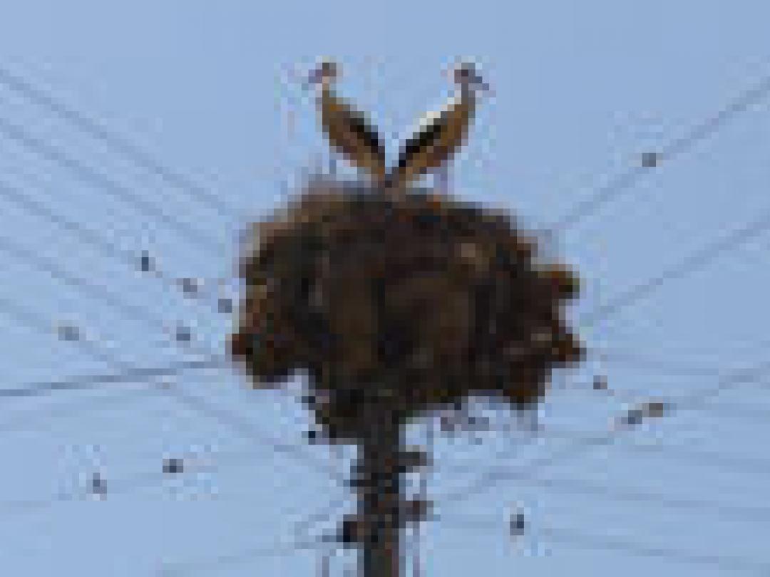 Ook in Canada is thuisbevallen veilig