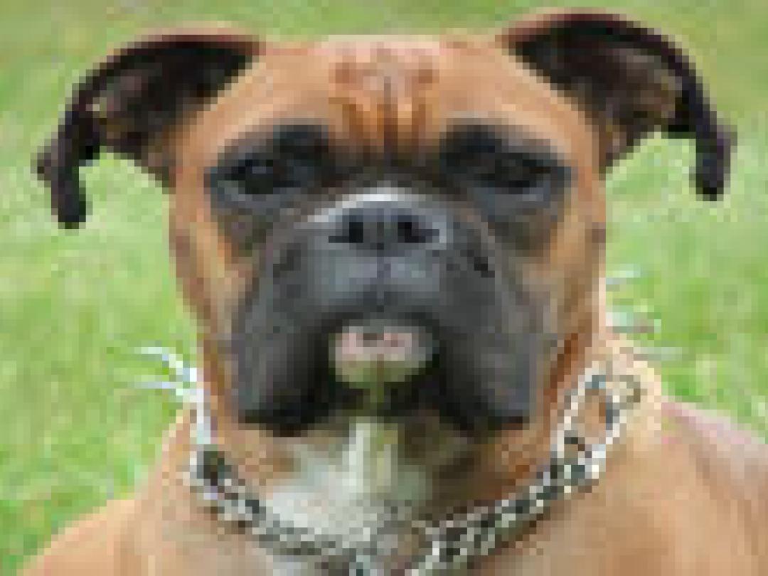 MRSA van de kat en de hond