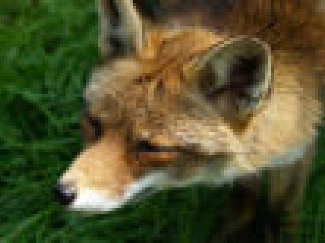 Vossenlintworm verspreidt zich in Europa