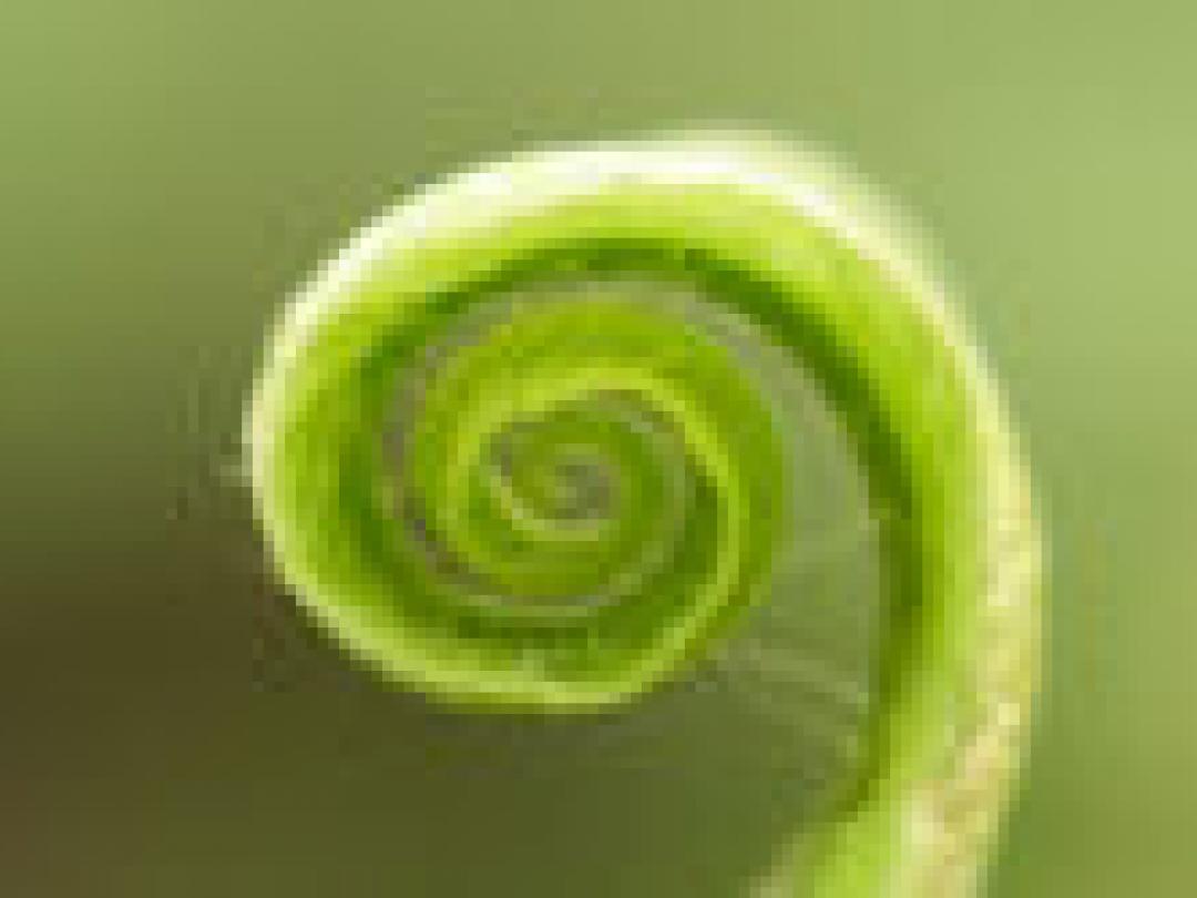 Inhaalgroei is niet altijd schadelijk