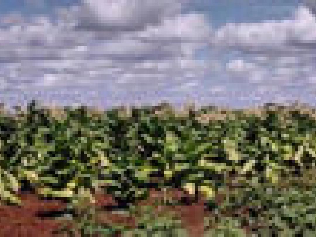 Kinderen op tabakplantages roken 50 sigaretten per dag