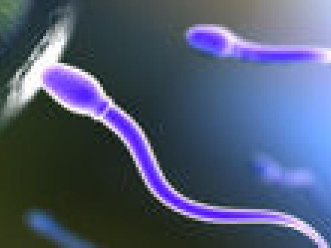 Zaadkwaliteit en levensverwachting