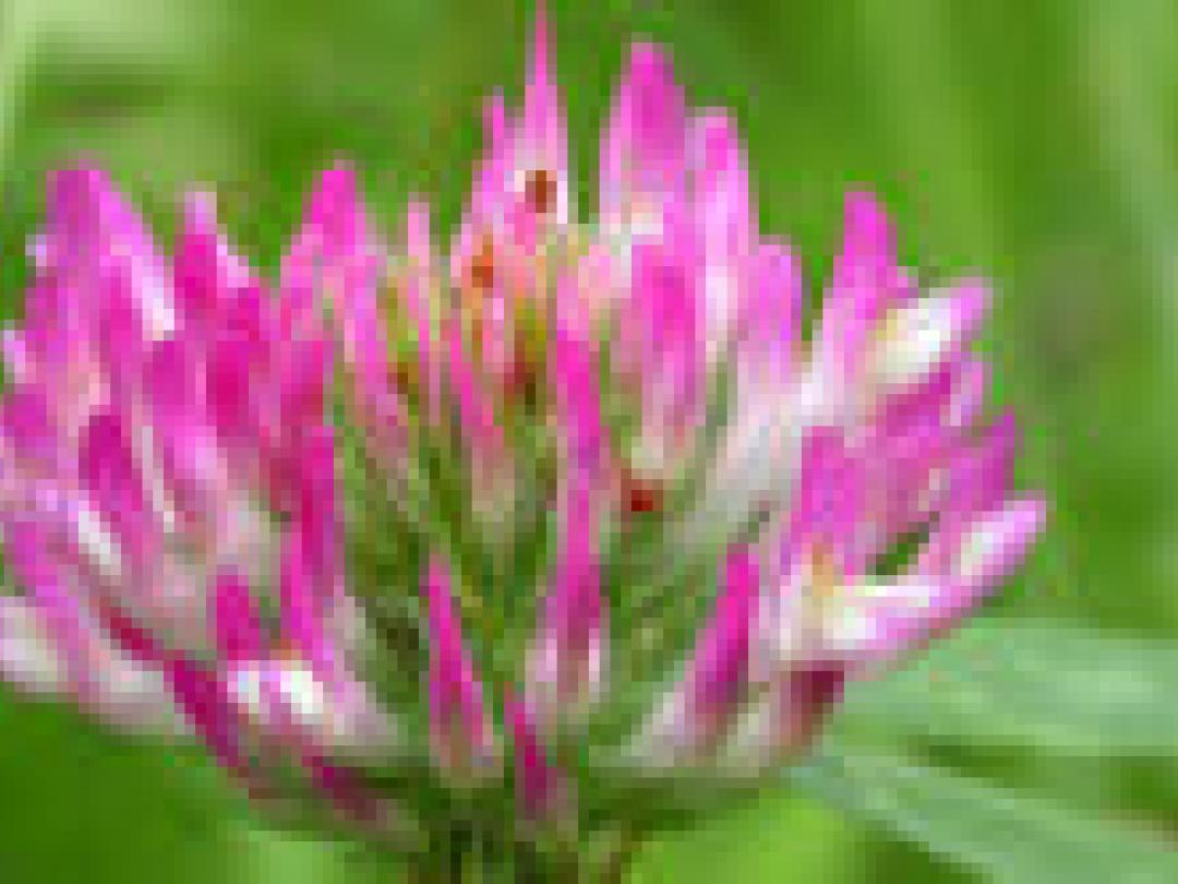 Weinig effect plantenoestrogenen op botresorptie