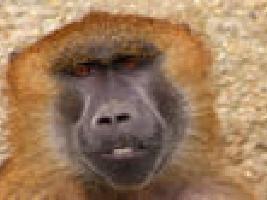 Apenmalaria in Nederland