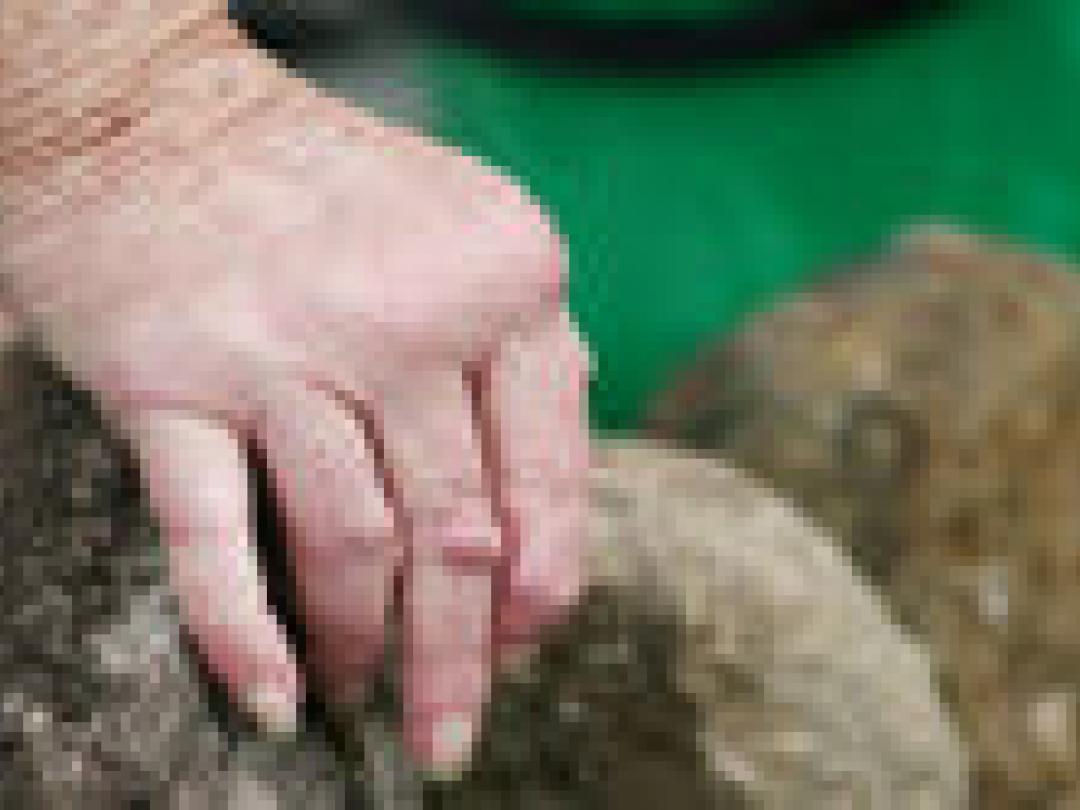 Anti-TNF-α-therapie verhoogt kankerrisico niet