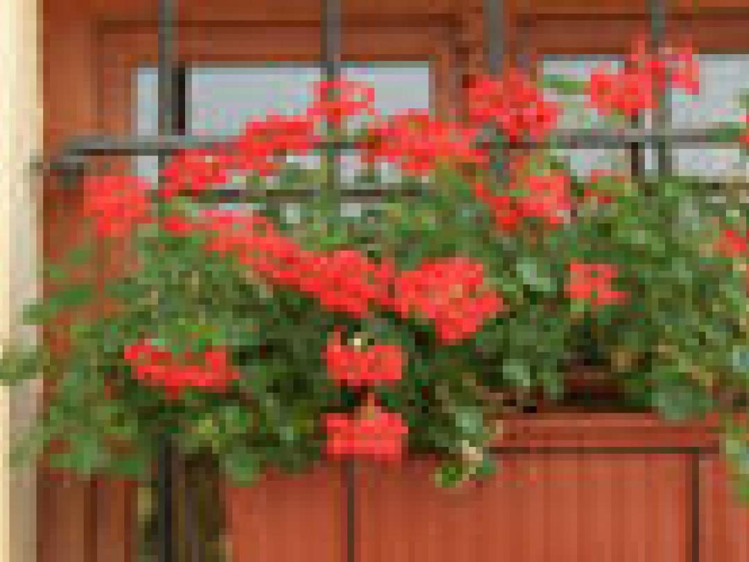 Pensioen verbetert gezondheid